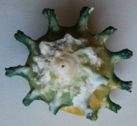 Astralium calcar  Linnaeus, 1758